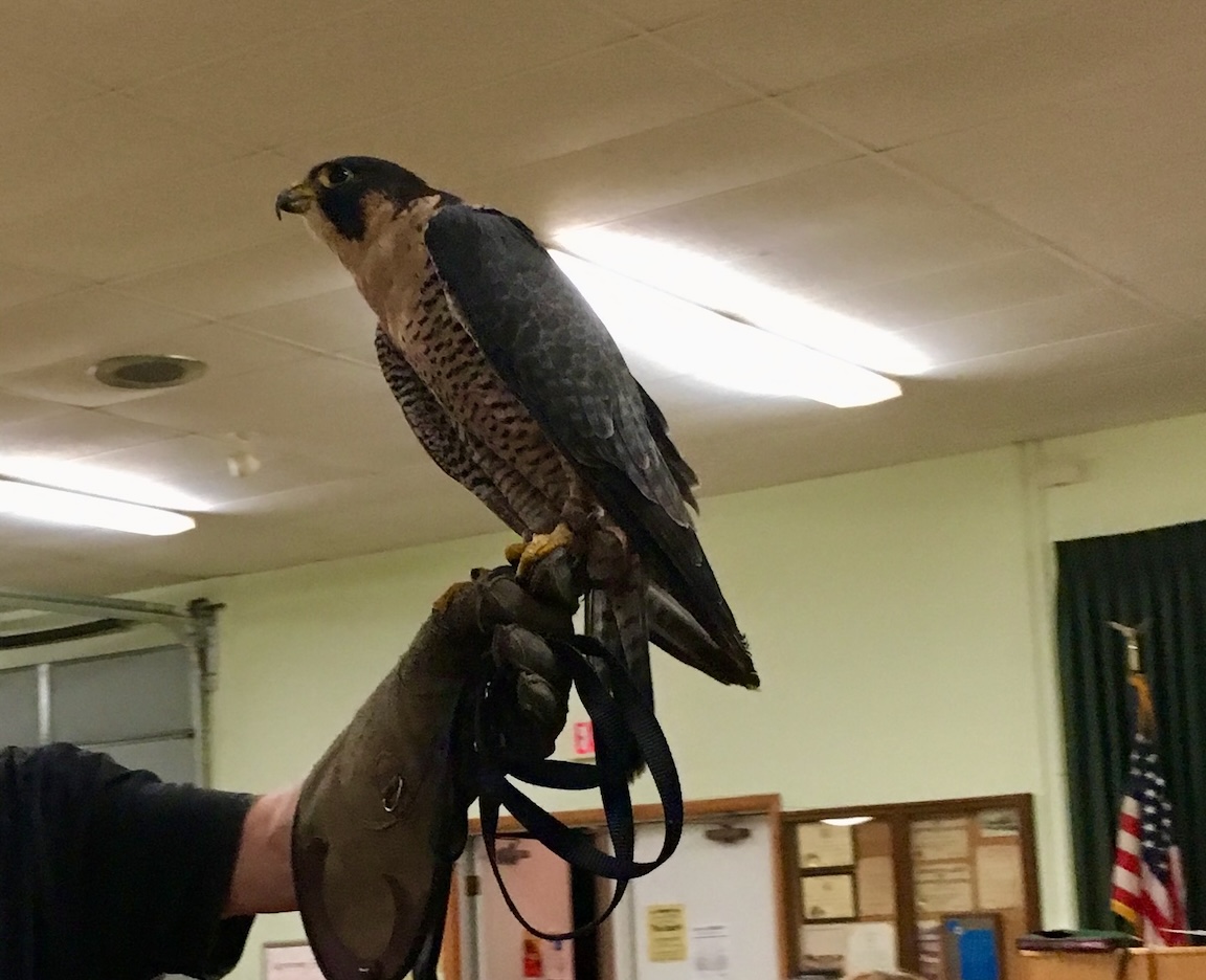 Peregrine falcon